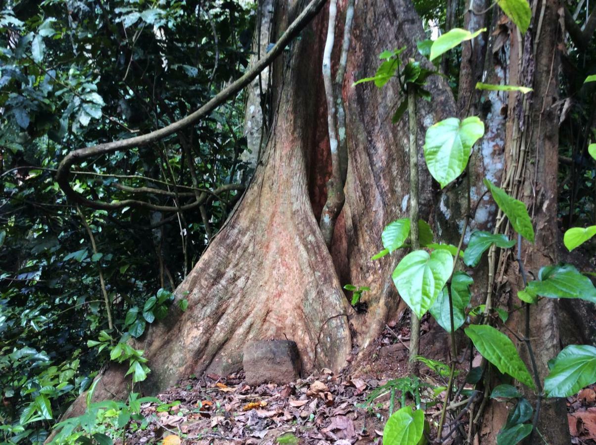 Natural Mystic Sanctuary Deniyaya Exterior foto